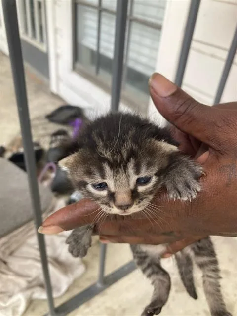 A baby small-sized female Domestic Short Hair cat named Lacy for adoption in Dallas, TX
