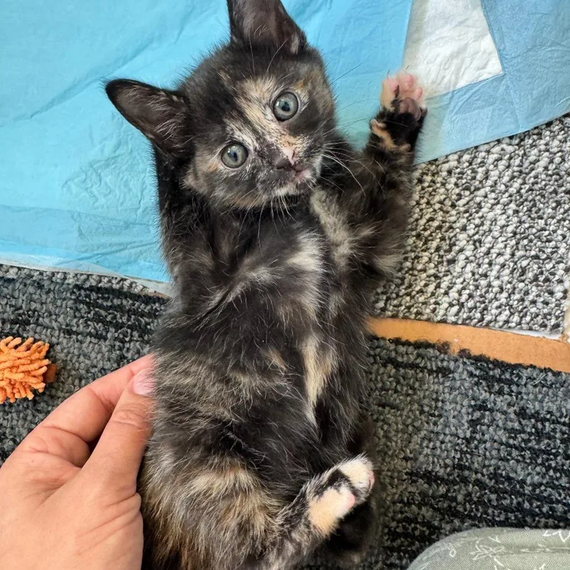 A baby small-sized female Tortoiseshell Domestic Short Hair cat named Lilah for adoption in Houston, TX