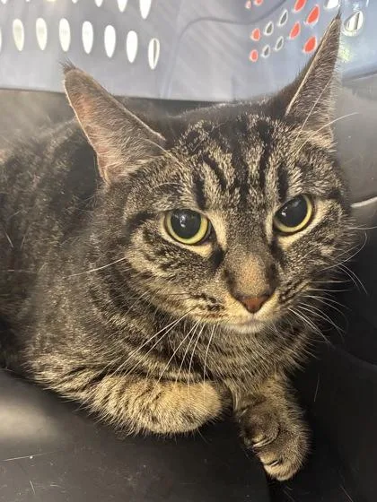 An adult medium-sized female Domestic Short Hair cat named Diamond for adoption in West Chester, PA