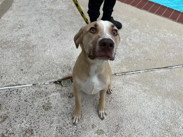 A young small-sized male Labrador Retriever dog named Kenji for adoption in Garland, TX