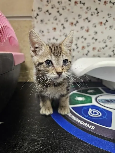 A baby small-sized male Domestic Short Hair cat named Tim for adoption in Riverside, CA