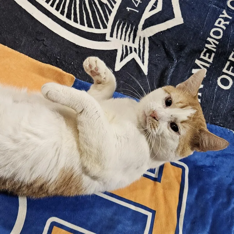An adult small-sized male Orange / Red Domestic Short Hair cat named Sabin for adoption in Marietta, GA