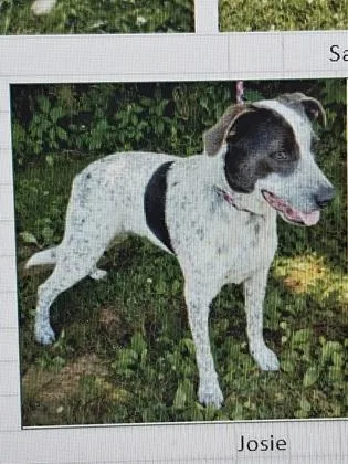 An adult large-sized female Mixed Breed dog named Josie for adoption in Cincinnati, OH