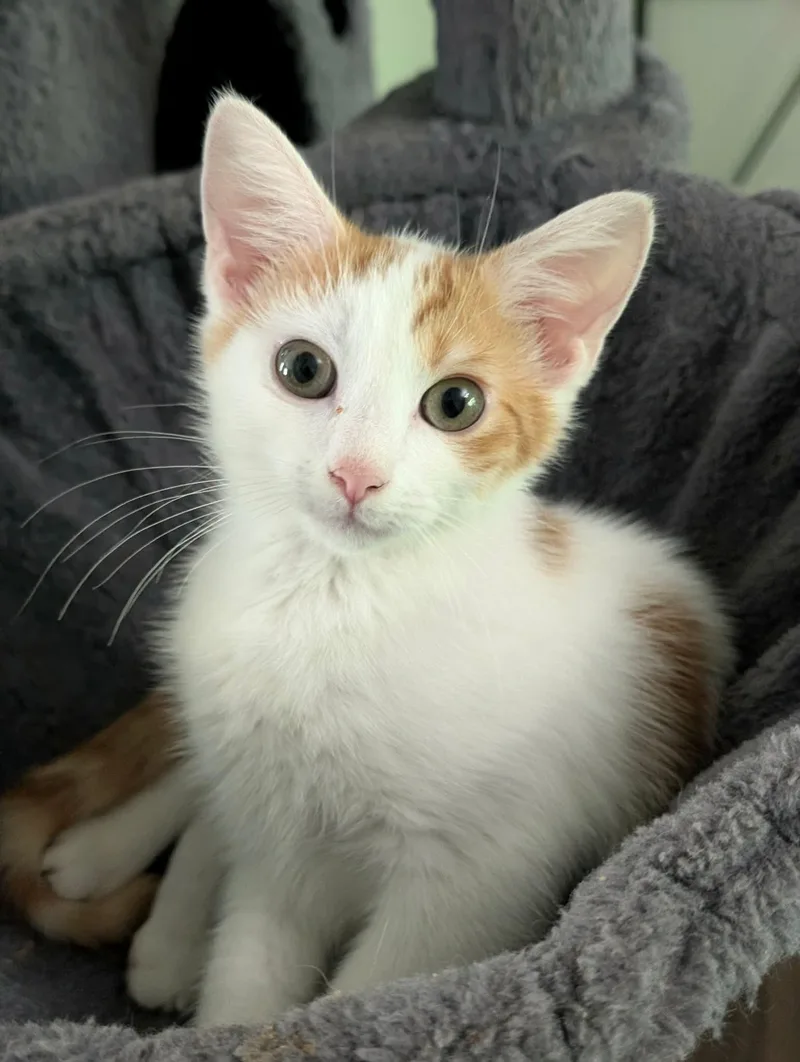 A baby medium-sized female Domestic Short Hair cat named Daisy for adoption in Bensalem, PA