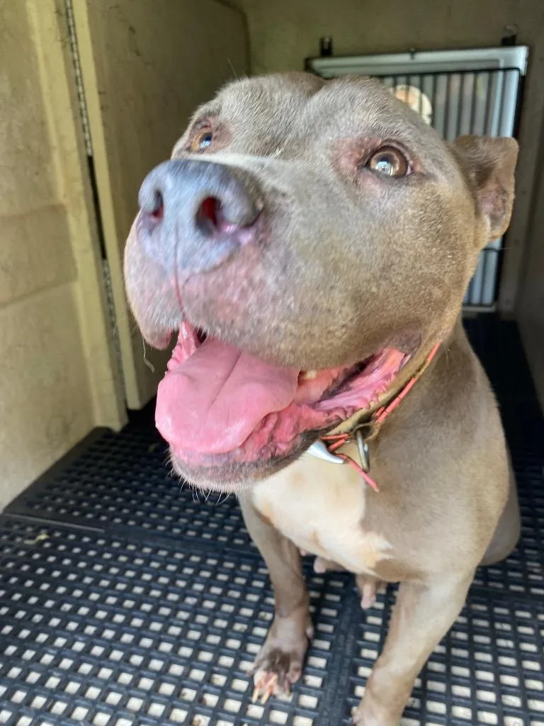 An adult large-sized female Pit Bull Terrier dog named Happy for adoption in Cartersville , GA
