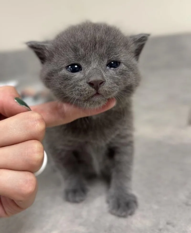 A baby small-sized male Gray / Blue / Silver Domestic Short Hair cat named Spike for adoption in Bemidji, MN