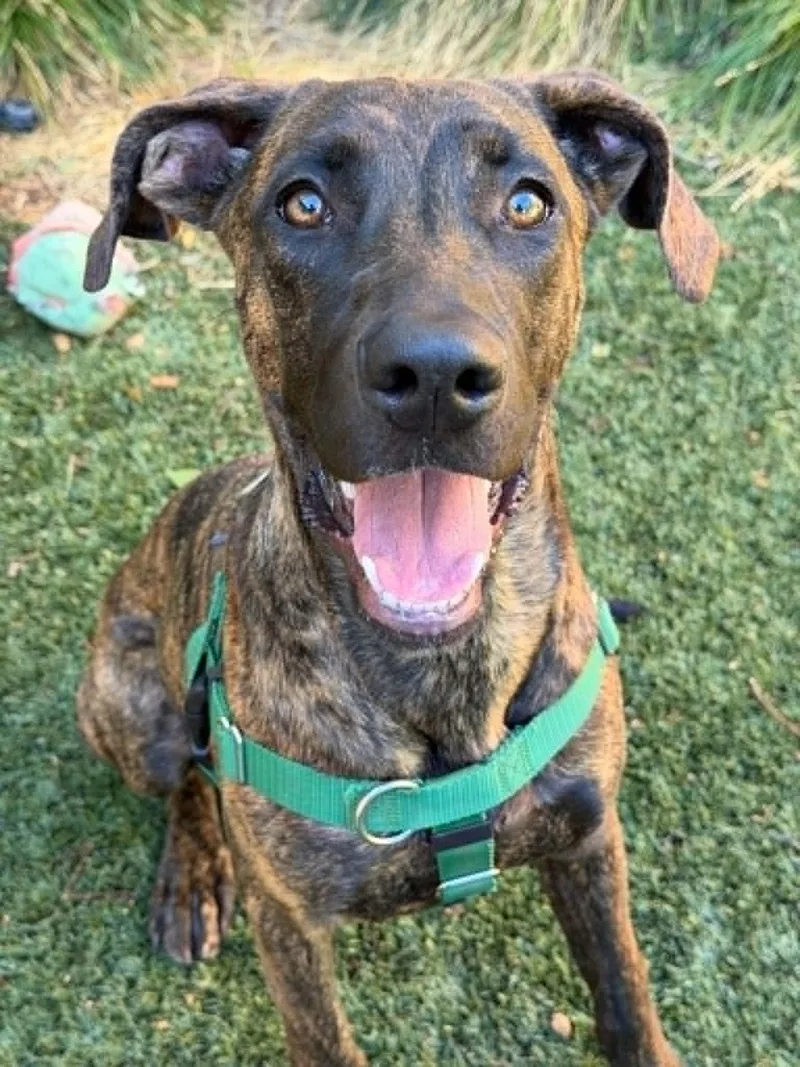 An adult large-sized female Hound dog named Josie for adoption in Sunnyvale, CA