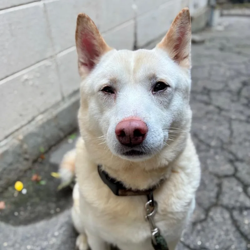 An adult medium-sized male White / Cream Shiba Inu dog named Rubble for adoption in Providence, RI