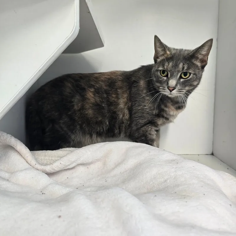 An adult large-sized female Domestic Short Hair cat named Willa for adoption in Jasper, IN