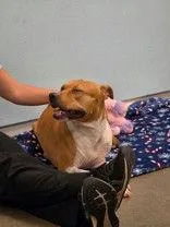 An adult medium-sized female American Staffordshire Terrier dog named Maggie for adoption in Denton, TX