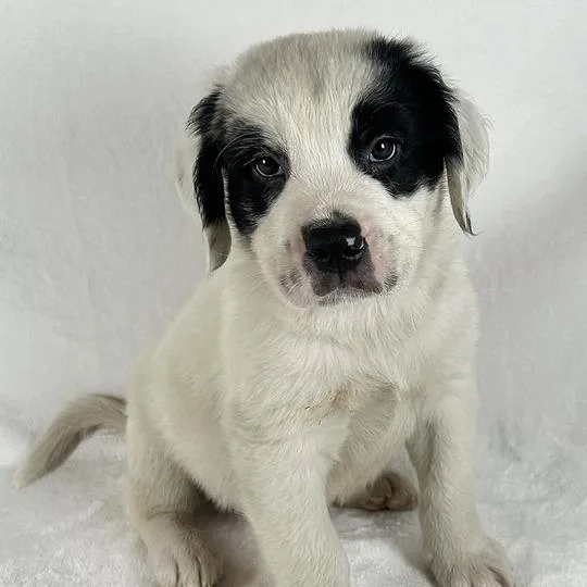 A baby large-sized male White / Cream Bernese Mountain Dog dog named Chowder for adoption in Johnson City, TN