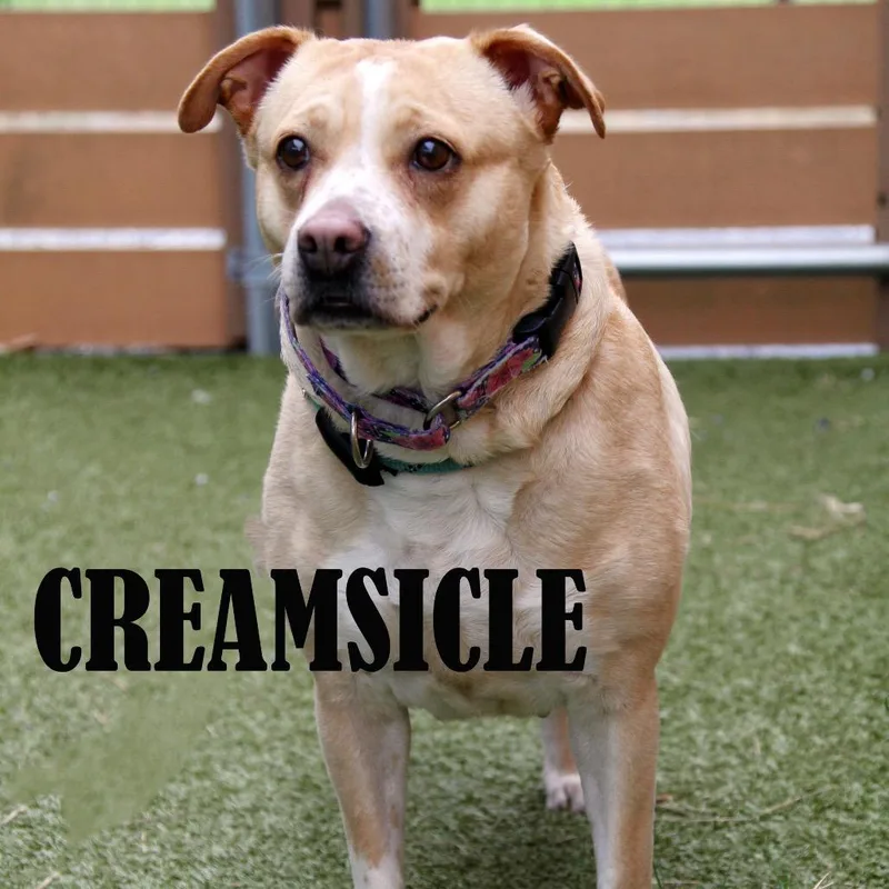 Creamsicle thumbnail 2
