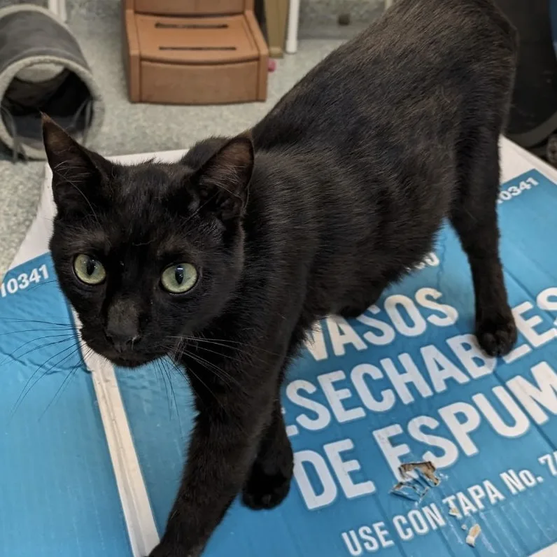 An adult medium-sized male Black Domestic Short Hair cat named Alejandro for adoption in Portsmouth, OH