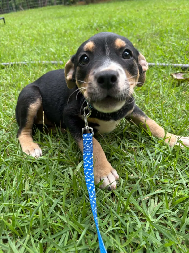 A baby medium-sized female Tricolor (Brown, Black, & White) Black Labrador Retriever dog named Kelsea for adoption in Billerica, MA