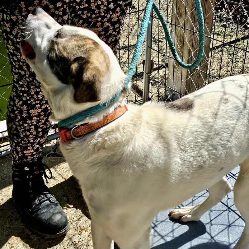 An adult medium-sized female White / Cream Pit Bull Terrier dog named Nala for adoption in Eureka Springs, AR