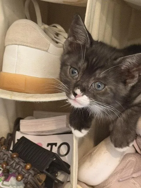A baby medium-sized female Black & White / Tuxedo Domestic Short Hair cat named Allie for adoption in Wesley Chapel, FL