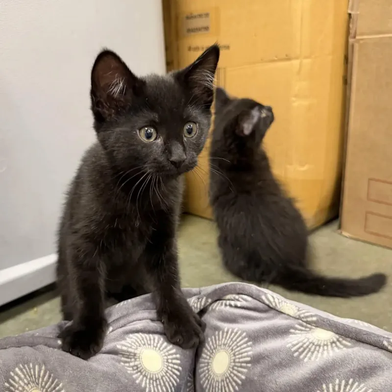 A baby large-sized female Black Domestic Short Hair cat named Loki for adoption in HANSON, MA