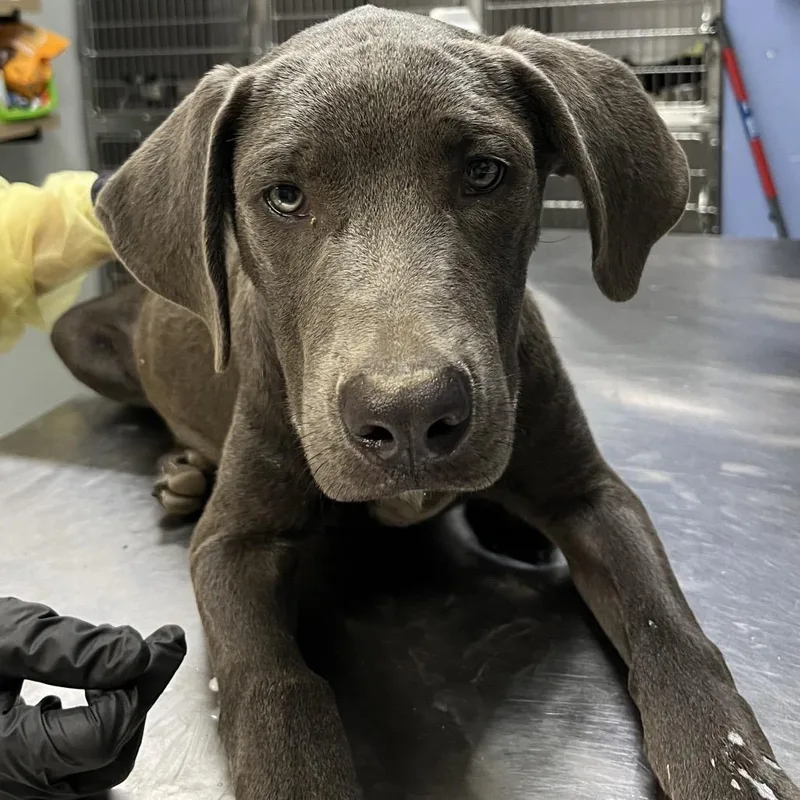A young medium-sized male Labrador Retriever dog named Carter for adoption in Marble, NC