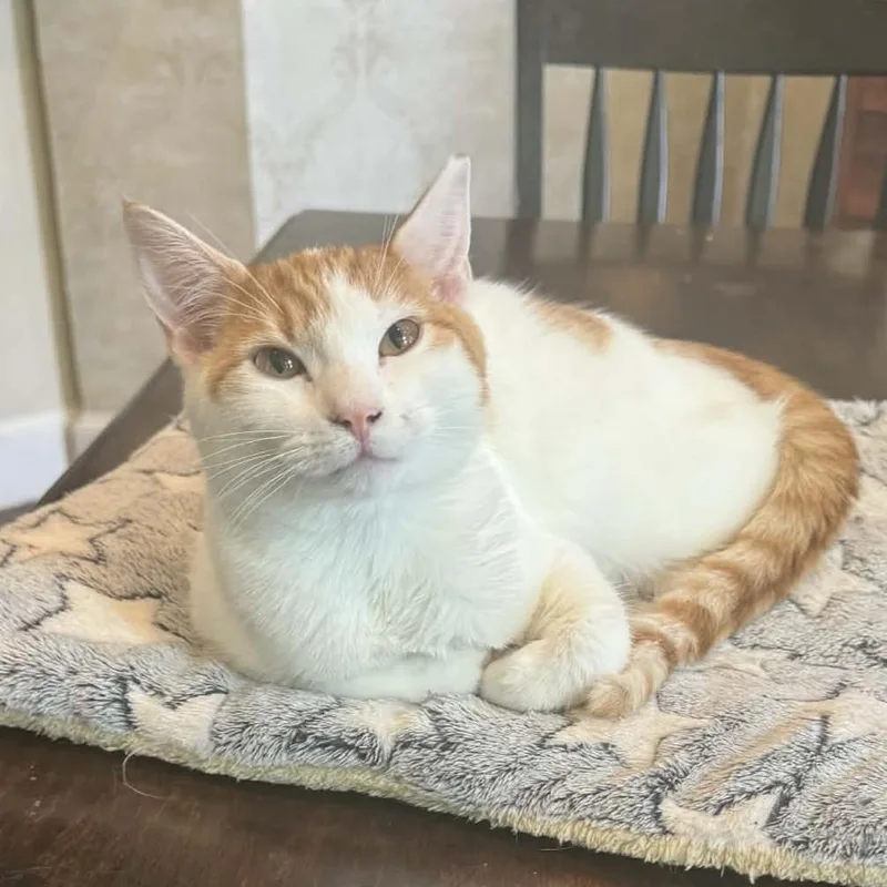 Princess Buttercup