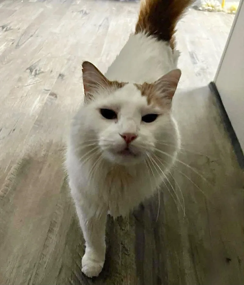 An adult small-sized male Domestic Medium Hair cat named Gordan for adoption in Capshaw, AL