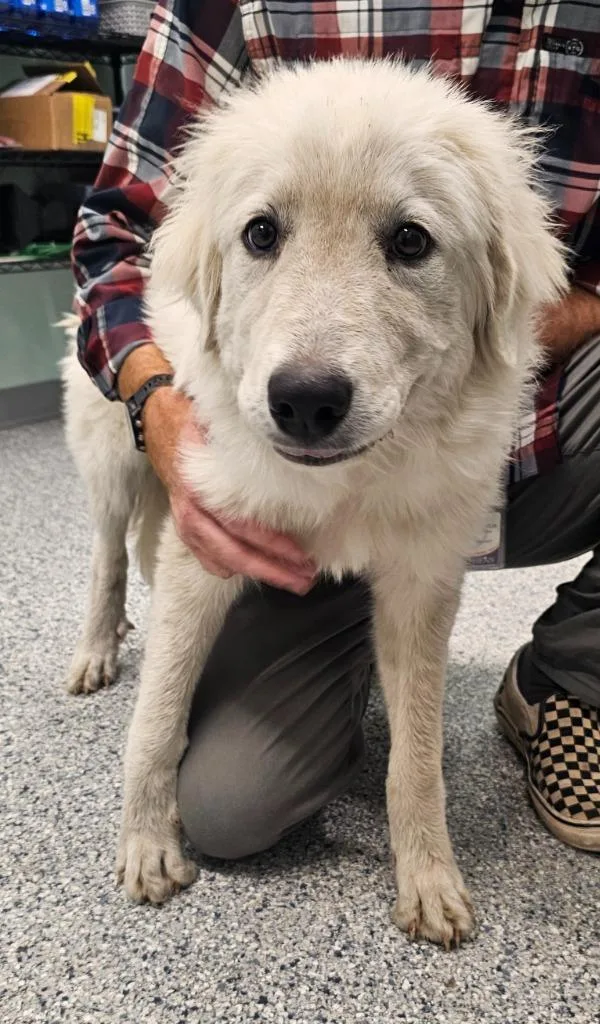 A young large-sized female Terrier dog named Honey for adoption in Athens, TN