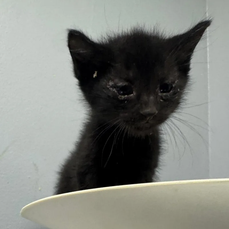 A baby small-sized female Black Domestic Medium Hair cat named Blakely for adoption in Columbus, GA