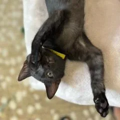 A baby small-sized female Black Domestic Short Hair cat named Venus for adoption in Las Vegas, NV