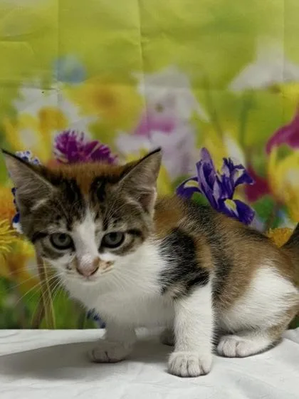 An adult small-sized female Domestic Short Hair cat named Dandelion for adoption in San Antonio, TX