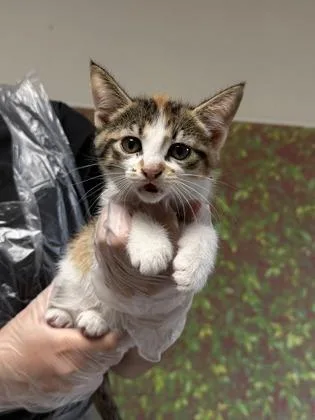 Dandelion thumbnail 2