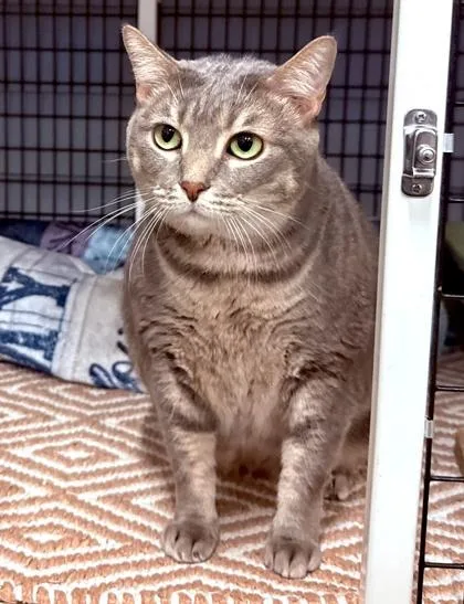 A young small-sized female Gray / Blue / Silver Domestic Short Hair cat named Pearl for adoption in Fernandina Beach, FL