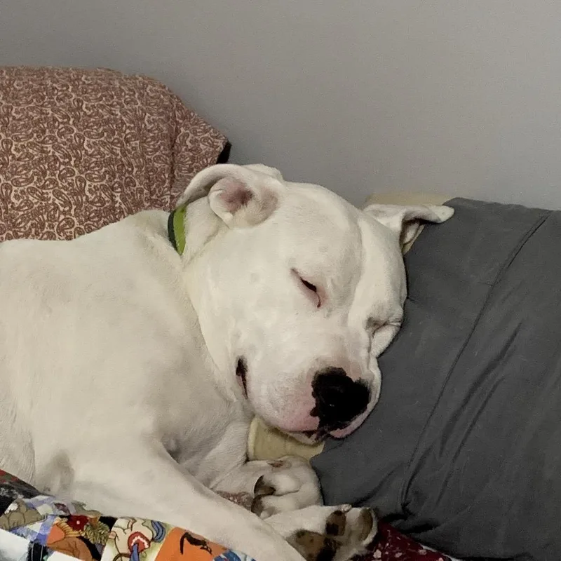 An adult large-sized female White / Cream American Staffordshire Terrier dog named Maze for adoption in Ferndale, MI