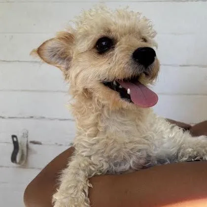 An adult small-sized male White / Cream Poodle dog named Finnick for adoption in Sonoma, CA