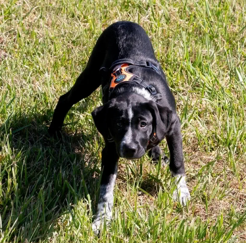 Dalmation thumbnail 2