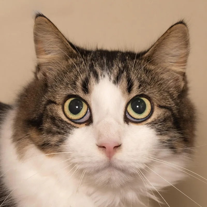 A baby medium-sized male Tabby (Brown / Chocolate) Domestic Medium Hair cat named Sebastian for adoption in Victor, NY