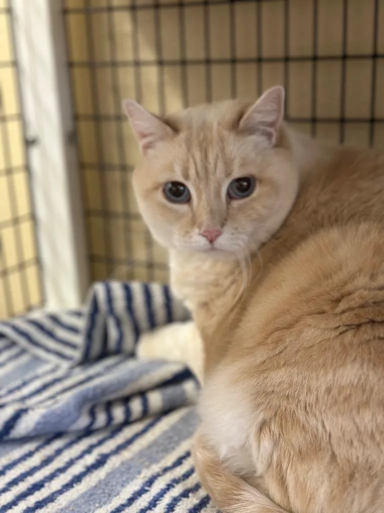 An adult extra large-sized female Domestic Medium Hair cat named Diamond for adoption in Green River, WY