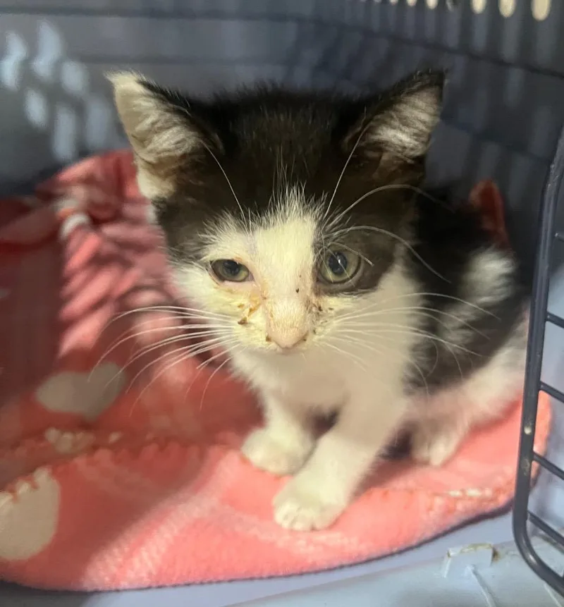 A baby small-sized female Domestic Short Hair cat named Tionna for adoption in Kell, IL