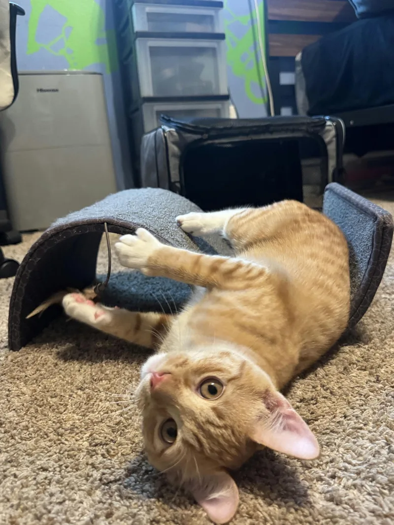 A baby medium-sized male Tabby (Orange / Red) Domestic Short Hair cat named Pumpkin for adoption in Houston, TX