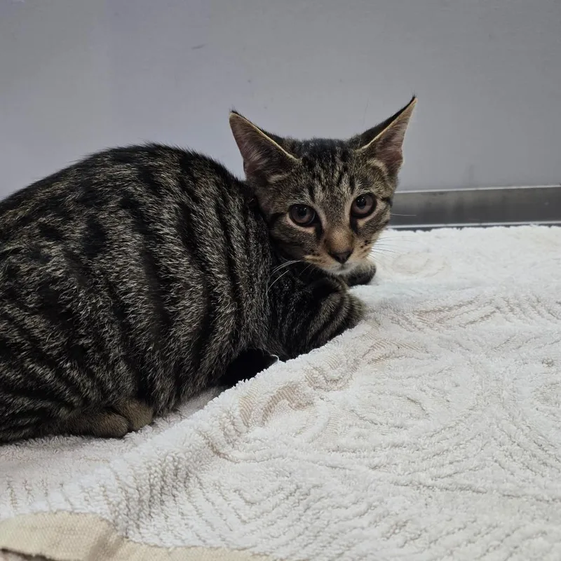 A baby medium-sized male Domestic Short Hair cat named Ishmael for adoption in Fairmont, WV