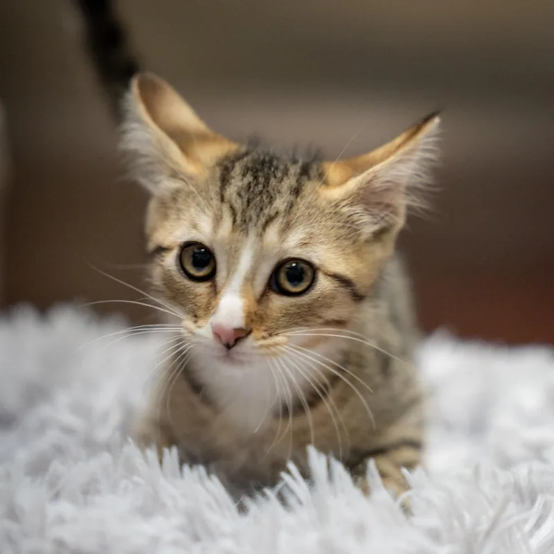 Alvin