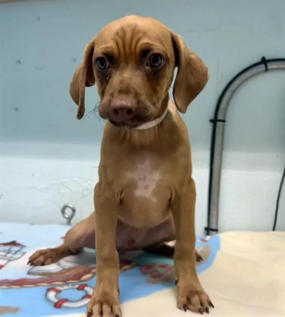 A baby small-sized male Vizsla dog named Brownie for adoption in Lancaster, CA