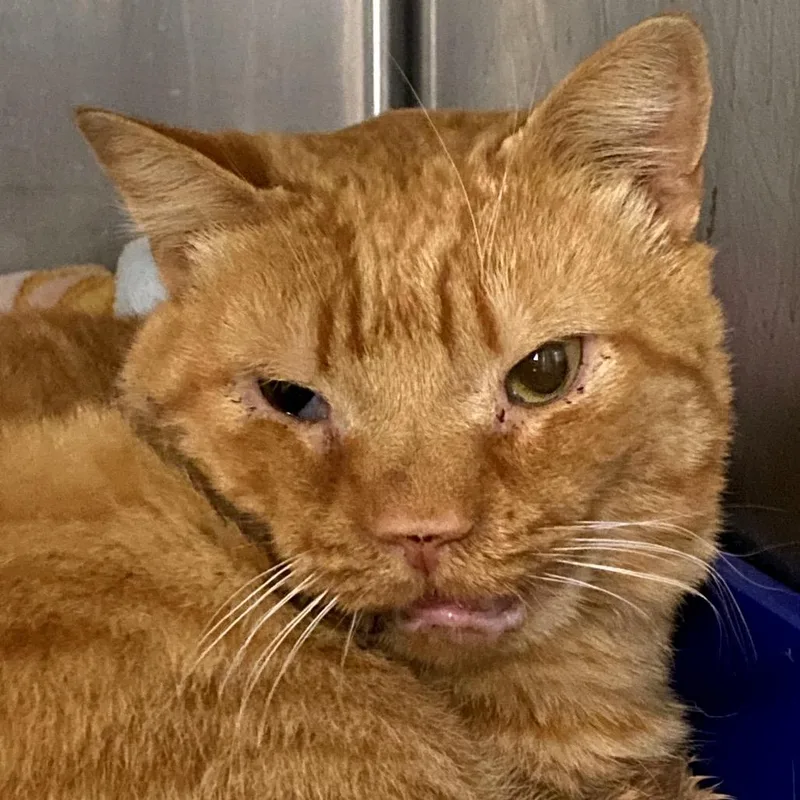 An adult medium-sized male American Shorthair cat named James for adoption in Mount Shasta, CA