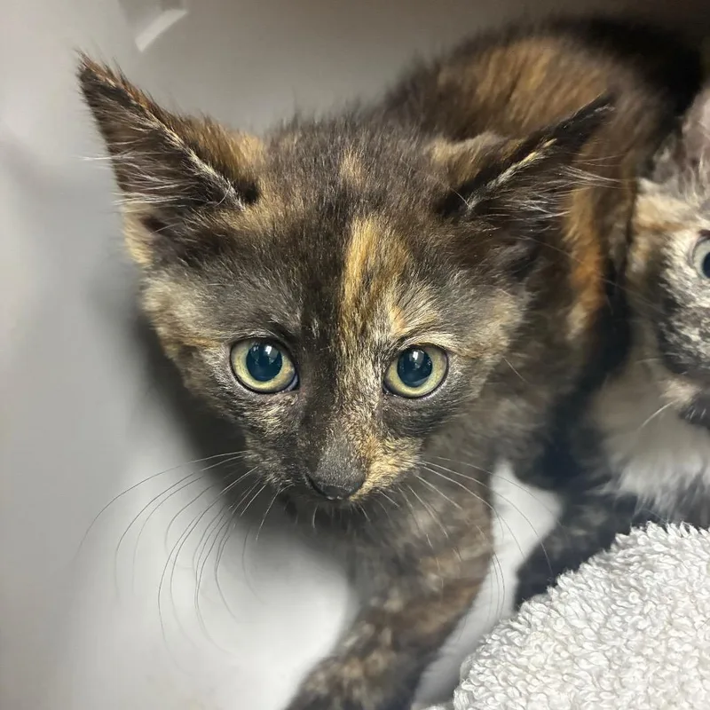 A baby small-sized female Tortoiseshell Domestic Short Hair cat named Swell for adoption in Windsor, VA