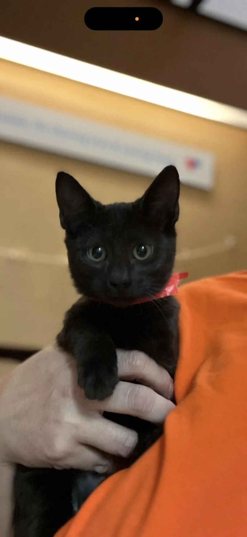 A young medium-sized female Domestic Short Hair cat named Topaz for adoption in Scottsdale, AZ