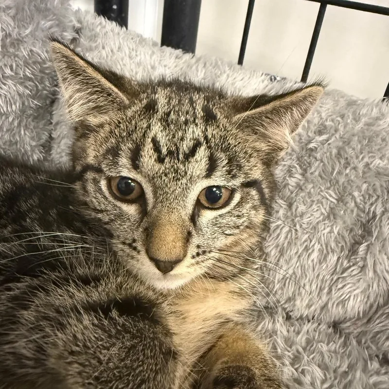 An adult large-sized male Black Domestic Short Hair cat named Donald for adoption in Carroll, IA