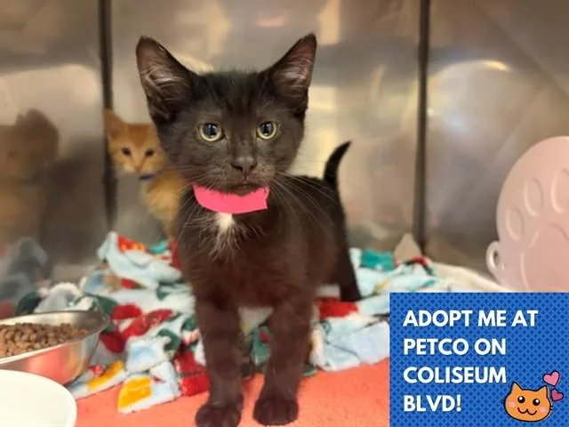 A baby small-sized female Domestic Short Hair cat named Ruby for adoption in Fort Wayne, IN