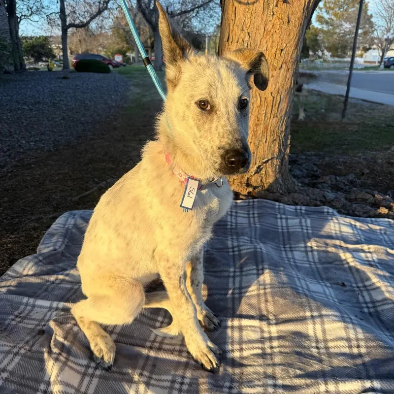 A baby medium-sized male Australian Cattle Dog / Blue Heeler dog named Tanner for adoption in Parker, CO