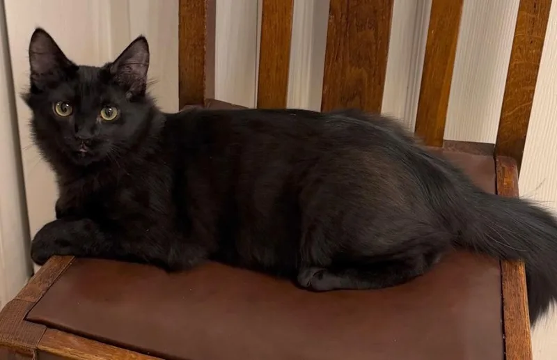 A baby small-sized male Domestic Long Hair cat named Sir Floofington for adoption in Magnolia, TX