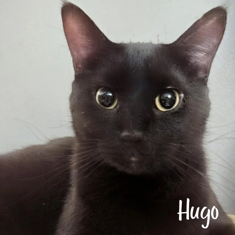 Hugo