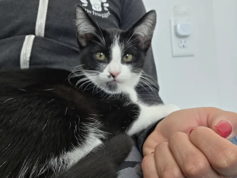 A baby small-sized female Black Domestic Short Hair cat named Trouble for adoption in La Jolla, CA