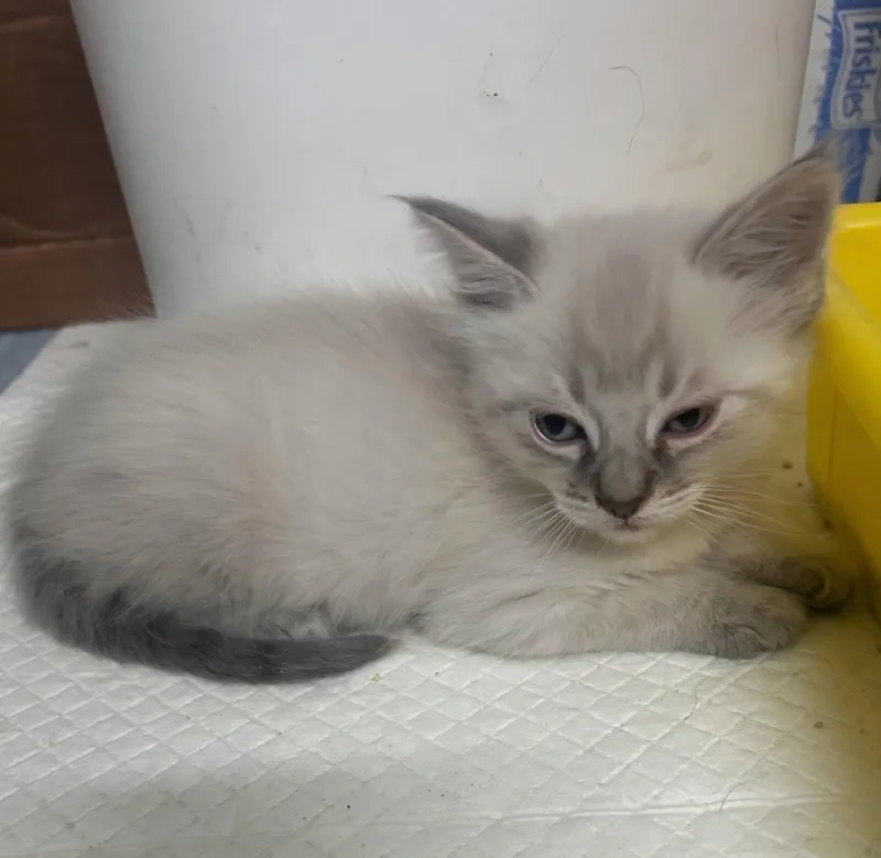 A baby medium-sized male Buff / Tan / Fawn Siamese cat named Izzy for adoption in Campbell, CA